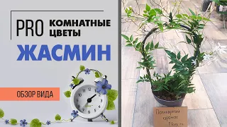 Комнатный жасмин - цветущая ароматная лиана | Секреты ухода за жасмином