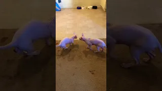 Bambino vs sphynx cats Real fight