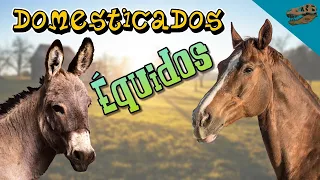 Domesticados: ÉQUIDOS (¿Dónde y cuándo se domesticaron estos animales?)