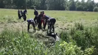 Brandweer met man en macht bezig om paard te redden