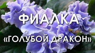 Обзор сорта фиалки "Голубой Дракон" (характеристики, свойства, фото)