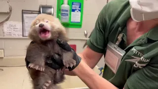 Red Panda Cub Weigh In | Potter Park Zoo #zoo #wildlife