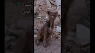 نباش القبور الحيوان الاسطوري في جنوب السعودية من هو؟