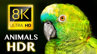 НАСТОЯЩИЕ ЖИВОТНЫЕ HDR 8K ULTRA HD