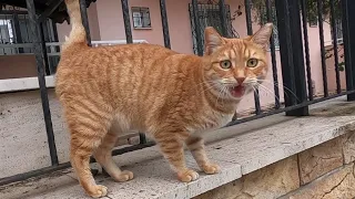 Ginger cat meowing and trilling at same time is unbelievable lovely