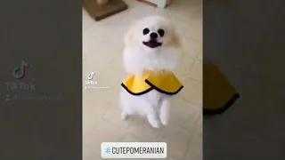 pomeranian puppies dancing cute dog happy dance