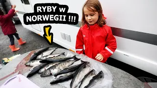 Złowiłem 13 Dużych Ryb we Fiordzie !!! - Trzeba je Wypatroszyć !!! - *Norwegia, Wiry w Saltstraumen