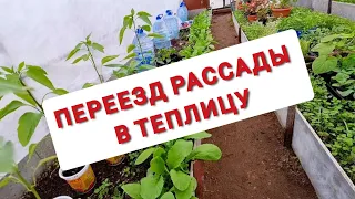 ПЕРЕЕЗД рассады В ТЕПЛИЦУ | КОГДА высаживать РАССАДУ?