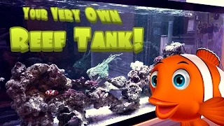 How to Setup a Simple, Easy and Inexpensive Reef / Saltwater Aquarium Tank - 55g Saltwater Tank