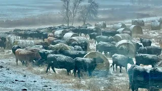 Winter Bale Grazing 101