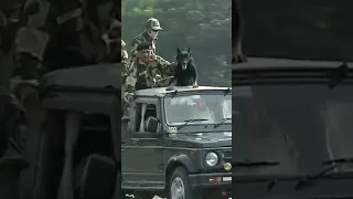 Indian army dog attack on terrorist 🇮🇳🔥#shorts #viral #bsf #army