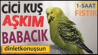 Cici Kuş Aşkım Babacık Babacık - 1 SAAT - Dinlet Konuşsun - Konuşan Muhabbet Kuşu Fıstık #3