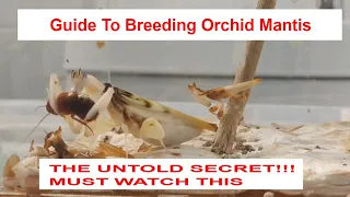 Complete guide to How To Breed Orchid Mantis. Hymenopus Coronatus Step by Step breeding Guide!