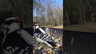 Male Downy #woodpecker | #birds #birdphotography #birding #birdwatching #asmr #oklahoma