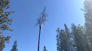 Dangerous Dead Pine tree removal