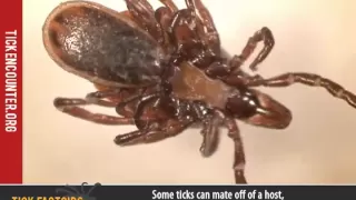 Tick Factoids : Adults