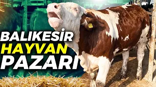 2024 KURBANLIK DANA-DÜVE FİYATLARI | BU PAZARA GELEN KAZANIR!!