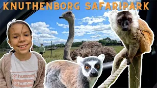 Knuthenborg Safaripark🐵🦓🐯🦒Sjove aber og en meget nysgerrig struds!😱