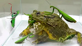 Mortal Battle Of Giant Mantis Vs Pacman Frog / Pacman Frog , African Bullfrog 【LIVE FEEDING】