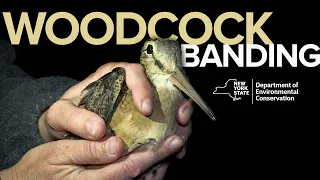 Woodcock Banding for Research & Management