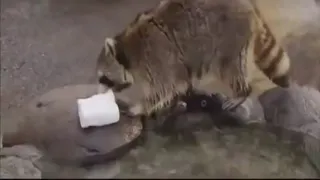 Racoon washing cotton candy
