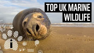 Top Facts about UK marine wildlife | WWF