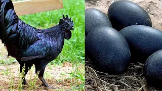 Most Unique Bird Eggs In the World