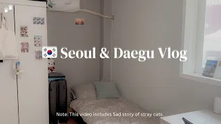 Korea's Seoul & Daegu Vlog: Cherry Blossoms, Paws, Cuisines