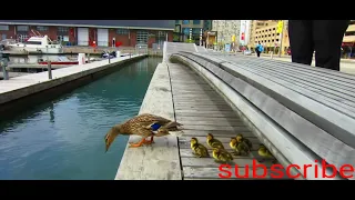 Duck Drop on Queens Quay Toronto Most amazing movi