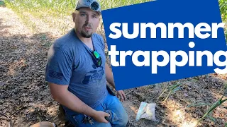 summer trapping for coyotes