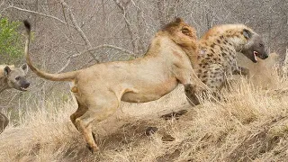 Lion attacks Hyena who wants to steal his food very hard, Wild Animals Attack