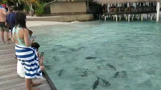 Shark feeding in Adaaran Maldives