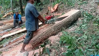 The full power of @Stihl 070 versus old huge mahogany tree full video.