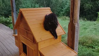 Baby Porcupine does not Understand House