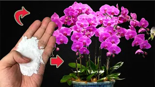 Just 1 spoon of this makes orchids bloom brilliantly all year round!