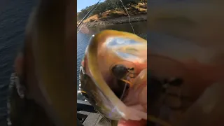 San Luis reservoir Striper fishing he choked it #stripedbassfishing #bassbutcherfishing