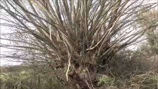 Pollarded willow tree before and after