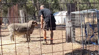 Losing my footing while getting charged by Pooty 🐏 lol..He's a strong Merino lol...