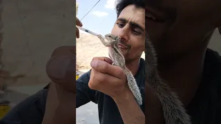 Baby Squirrel feeding