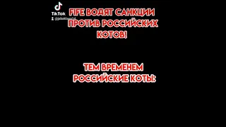 #санкции#россия#russia#коты