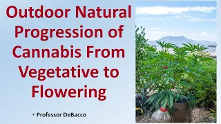 Outdoor Natural Progression of Cannabis From Vegetative to Flowering