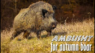 Ambush for autumn boar - Driven hunt in Bulgaria - wild boar driven hunting in Bulgaria