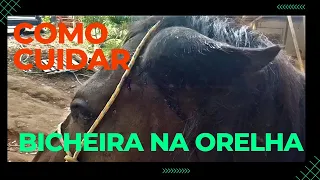 Nosso cavalo estava com uma bicheira enorme na orelha.