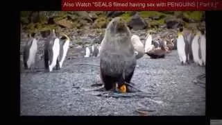 Turn up to penguin rape