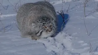 Pallas Cat