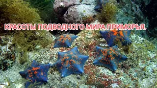 Подводный мир Приморья. дайвинг в Приморье. дайвинг Владивосток. отдых в Приморье.
