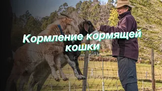 Кормление кормящей кошки