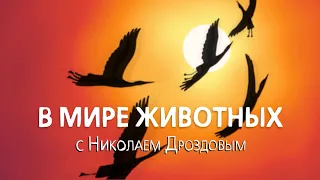 В мире животных с Николаем Дроздовым  Выпуск 35 (2018)