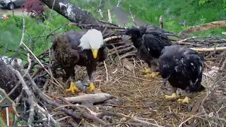 Trempealeau Eagles. Mom w/ a headless fish for breakfast & a floppy fish for the pantry – 05-24-2024