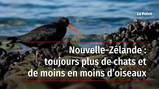 Nouvelle-Zélande : toujours plus de chats et de moins en moins d’oiseaux